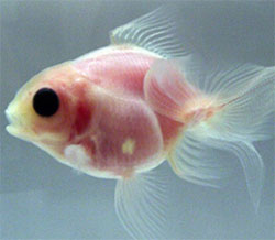 New Pets: Transparent Goldfish