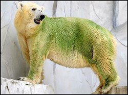 Polar Bears Turn Green