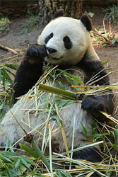 Panda Gives Birth To Fifth Cub