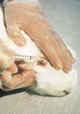 Cosmetic Animal Testing