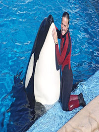 Whale Trainer dies during performance at SeaWorld.