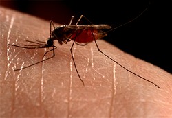 Promising New Malaria Vaccine