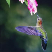 Hummingbird Feeder Pests