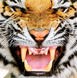 Tigers and Endangerment