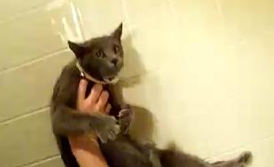 Teenager Brutally Abuses Cat