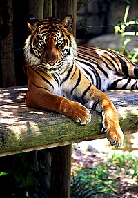 Tiger Escapes From Enclosure