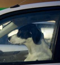 Pets in Parked Cars Pay Price