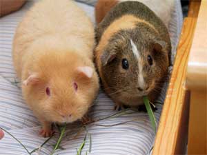 Adopt a Guinea Pig Month