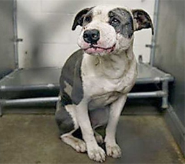 Animal Experimentation Funded by Mars Inc. - Mibba Animal Experimentation Funded by Mars Inc. - Mibba