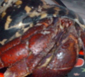 Petsmart Not So Smart With Hermit Crab Care