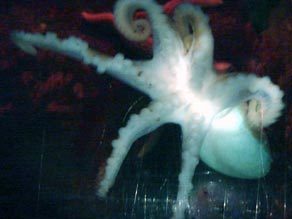 Six Legged Octopus Found