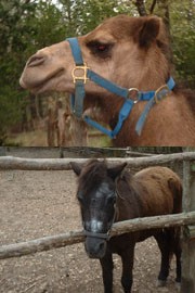 Kidnapped Camel and Pony