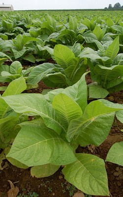 Tobacco Used To Treat Cancer