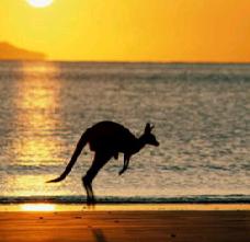 Man Saves Kangaroo