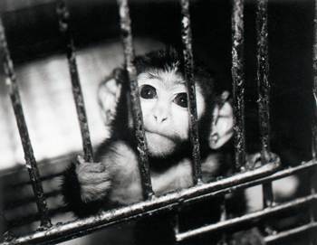 The Cruelty of Animal Testing