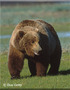 Bear Attacks Shock North America