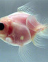 New Pets: Transparent Goldfish