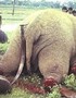 Asian Elephants Need Your Help!
