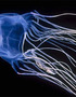 Jellyfish: Aliens Of The Sea