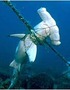 Long Line Fishing Causing Rapid Decline in Marine Life