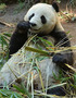 Panda Gives Birth To Fifth Cub