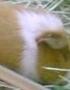 Petsmart Guinea Pig Suffers Neglect