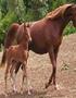 Animal Abuse: Horse Meat in the Black Market