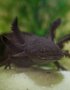 Axolotls: A Different Kind of Pet