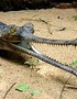 Poison Causes Multiple Reptile Deaths