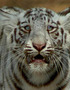 Rare White Tiger Mauls Zookeeper