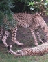 Two Cheetahs and a Sanctuary Owner