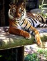 Tiger Escapes From Enclosure