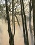 Victorian Bushfire Crisis