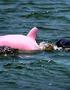 Pink Dolphin Surfaced