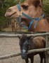 Kidnapped Camel and Pony
