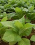 Tobacco Used To Treat Cancer