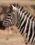 Equus Evolution: The Security of Stripes in the Zebra Population