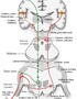 Neuroanatomy III: The Auditory System
