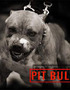 Pit Bulls