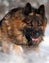 The German Shepherd Dog