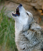 The Wolf Hound