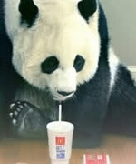 Sometimes You Just Have to Sit Down & Eat McDonald’s With Your Giant Panda