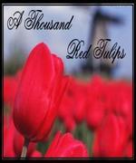 A Thousand Red Tulips