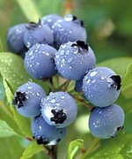 Blueberry Kisses