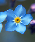 Forget- Me- Not