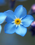 Forget- Me- Not
