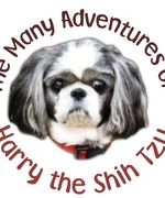 The Many Adventures of Harry the Shih Tzu