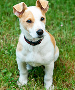 Lucky: The Very Lucky Jack Russell