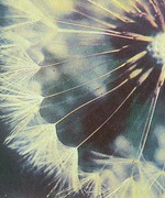 Dandelions and Other Wishes