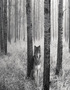 Werewolf Pet